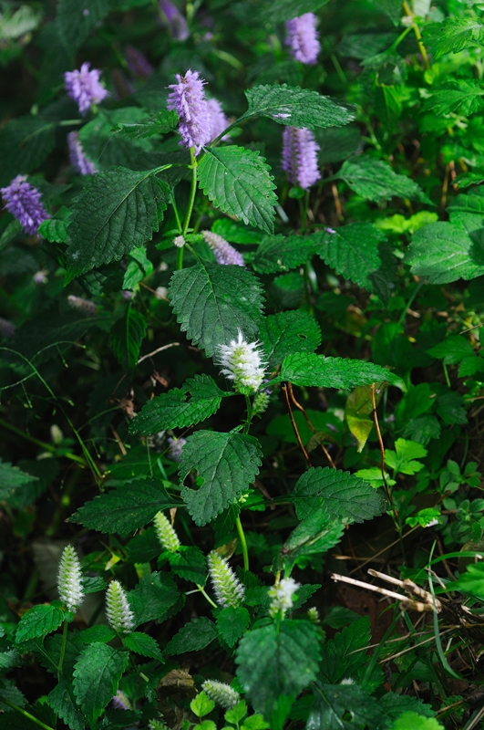 DSC_1329.JPG