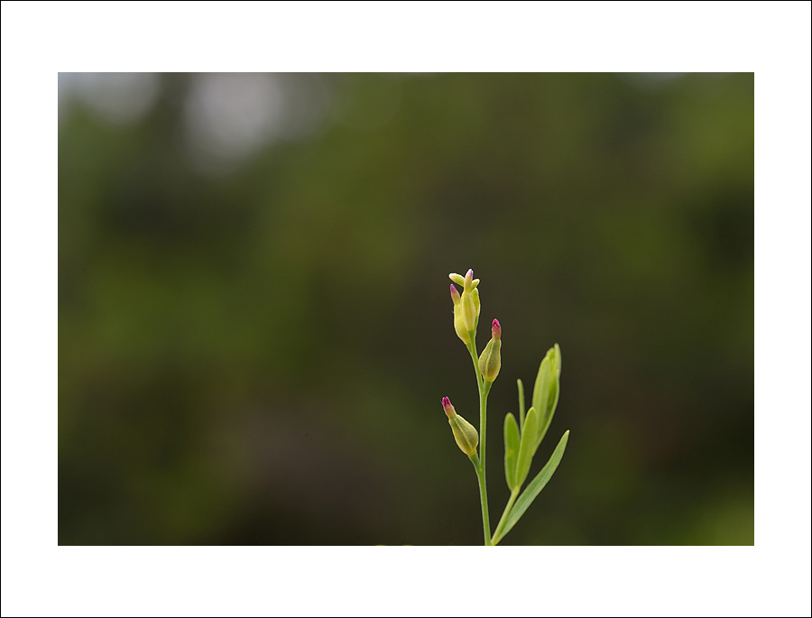 DSC_7616.jpg