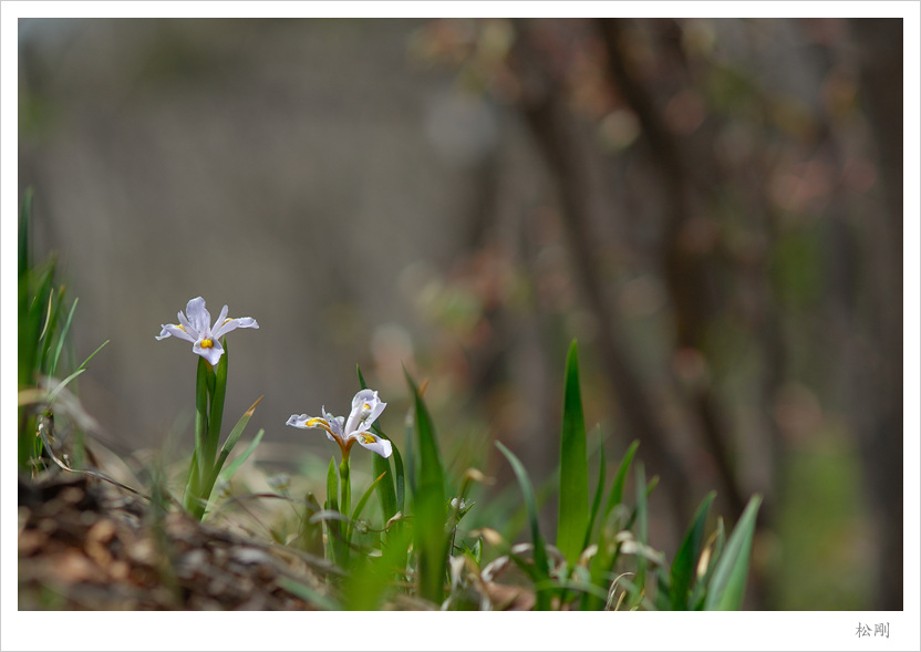 DSC_5542보라노랑무늬붓꽃.jpg