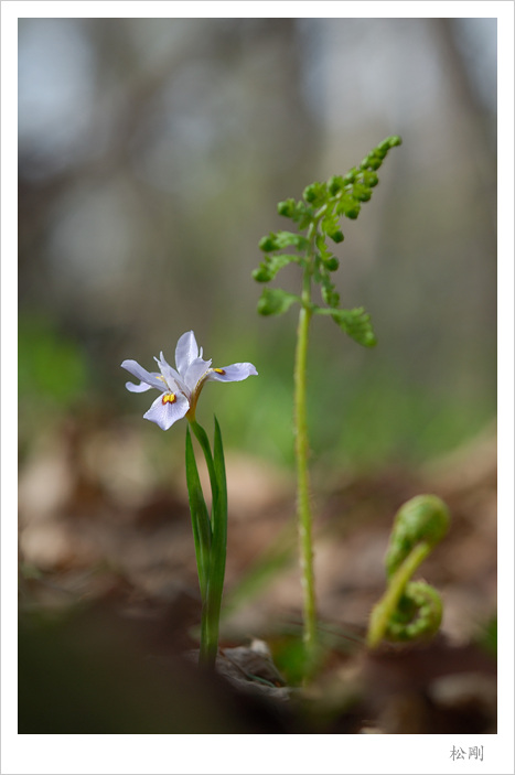 DSC_5585보라노랑무늬 붓꽃.jpg