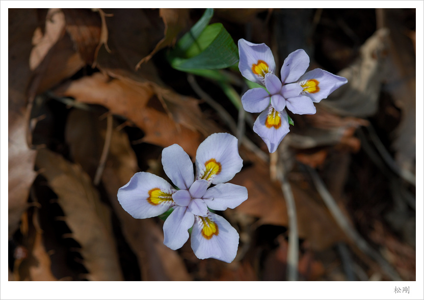 DSC_5605보라노랑무늬붓꽃.jpg