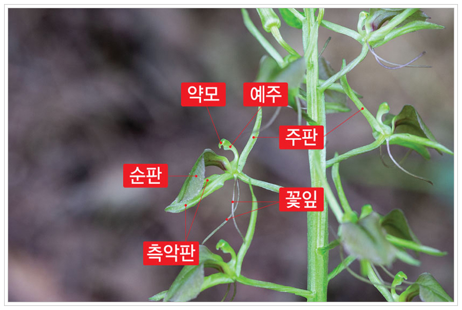 나리난초5.jpg