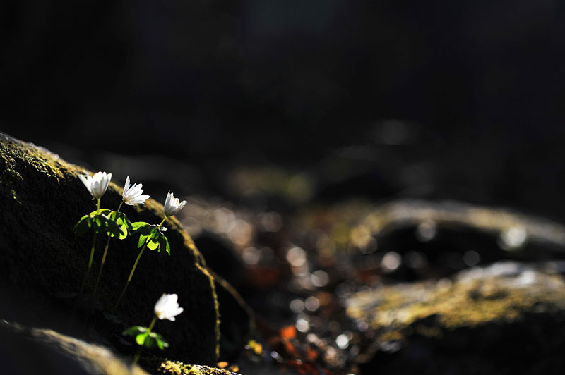 20120407_0263-1.jpg