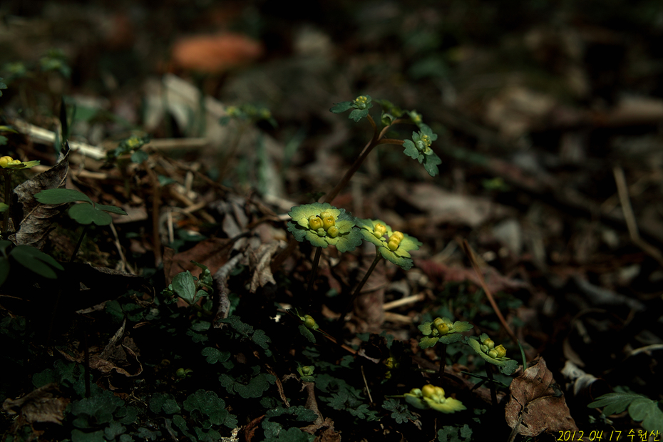SDIM0514.jpg