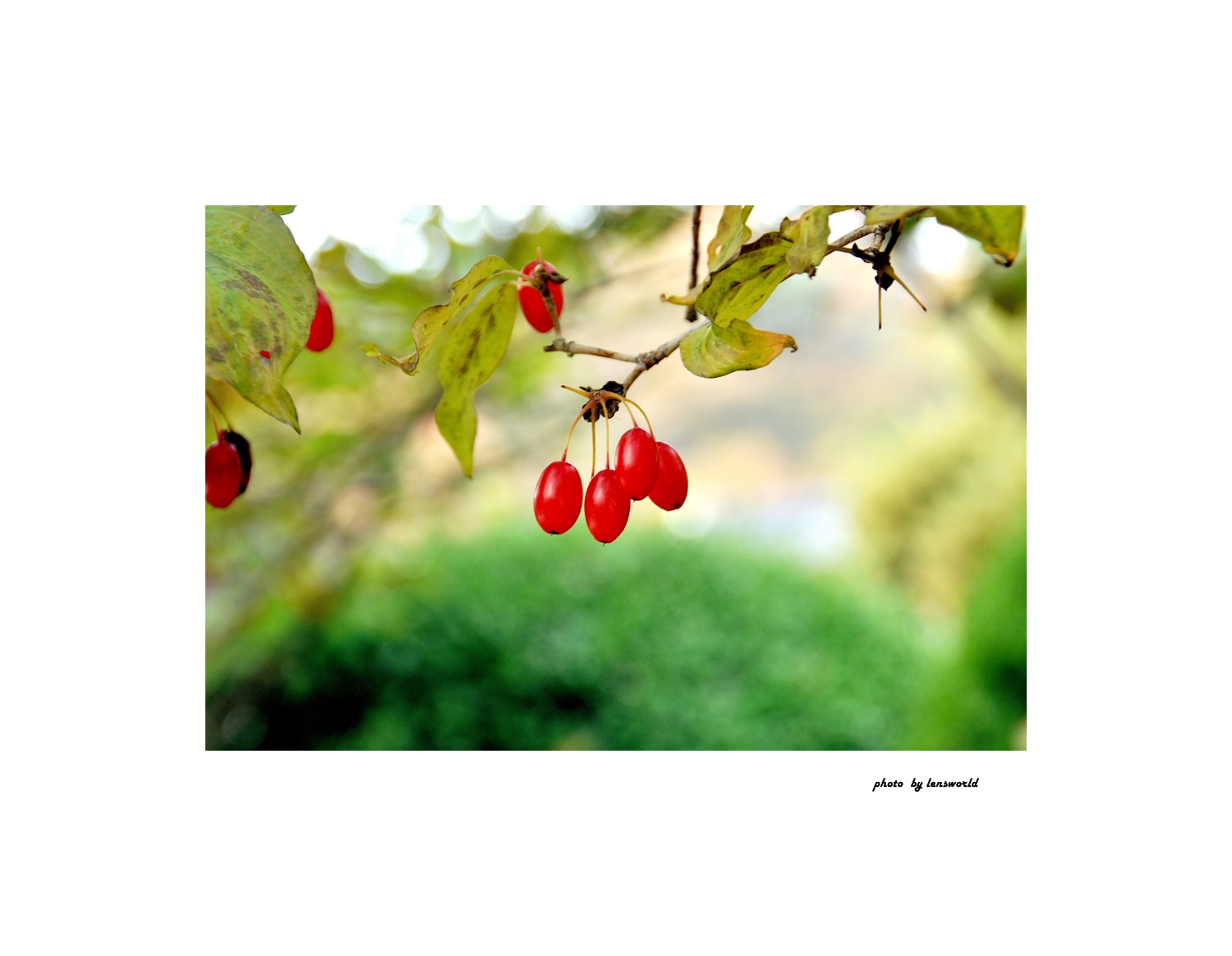 산수유 (31).JPG