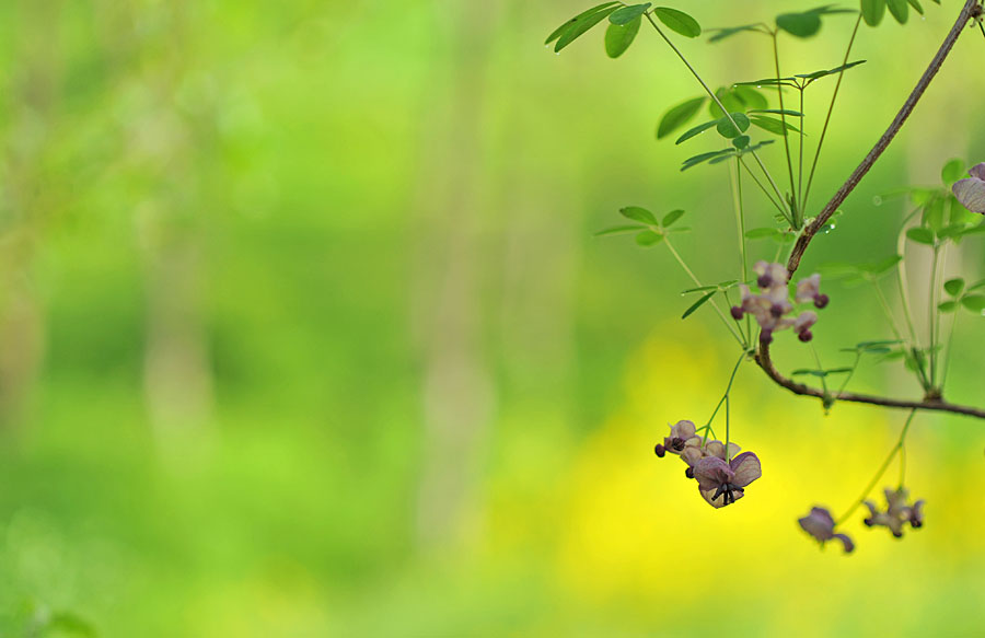 20110513_0051-1.jpg