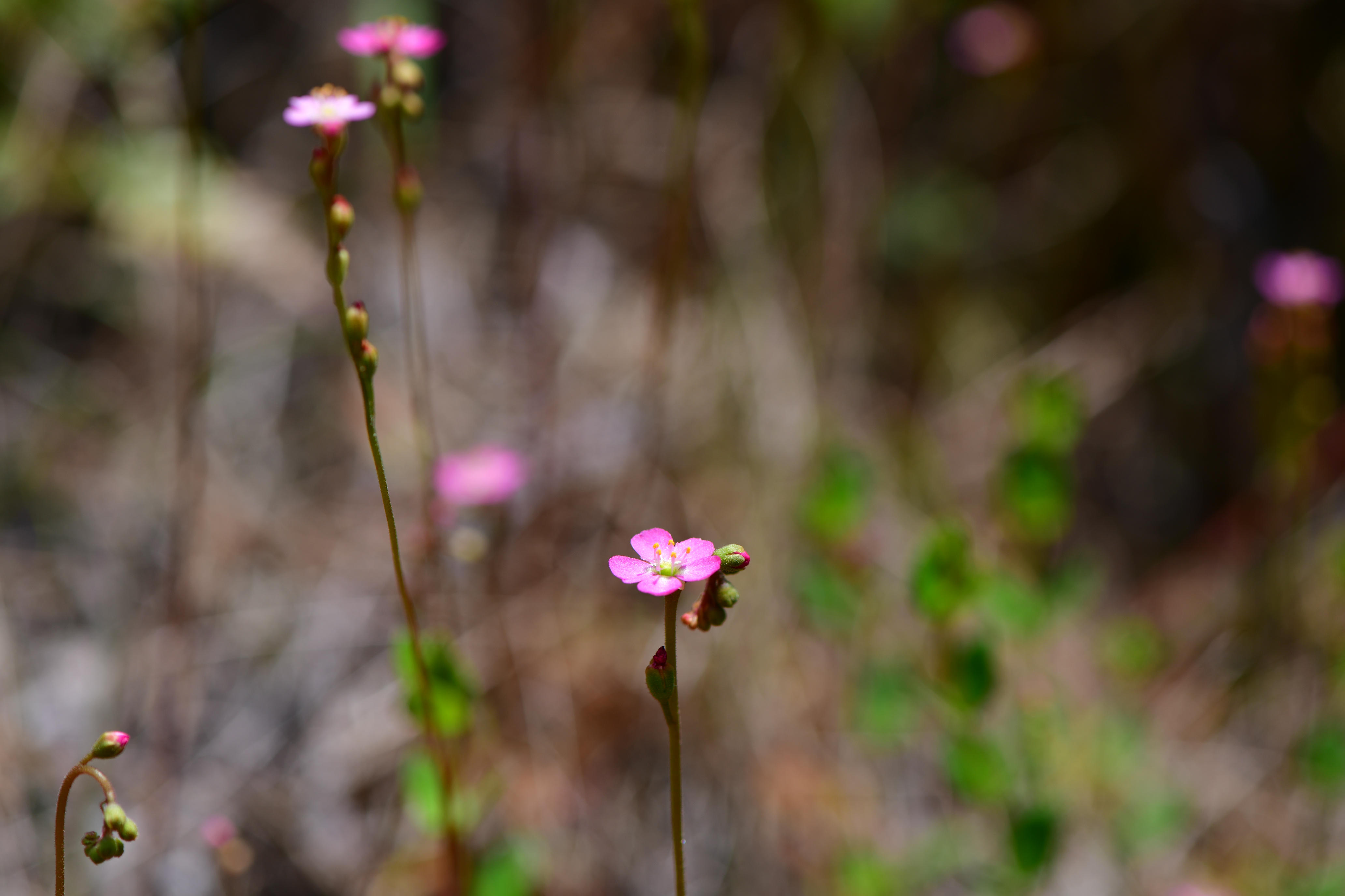 DSC_9508.JPG