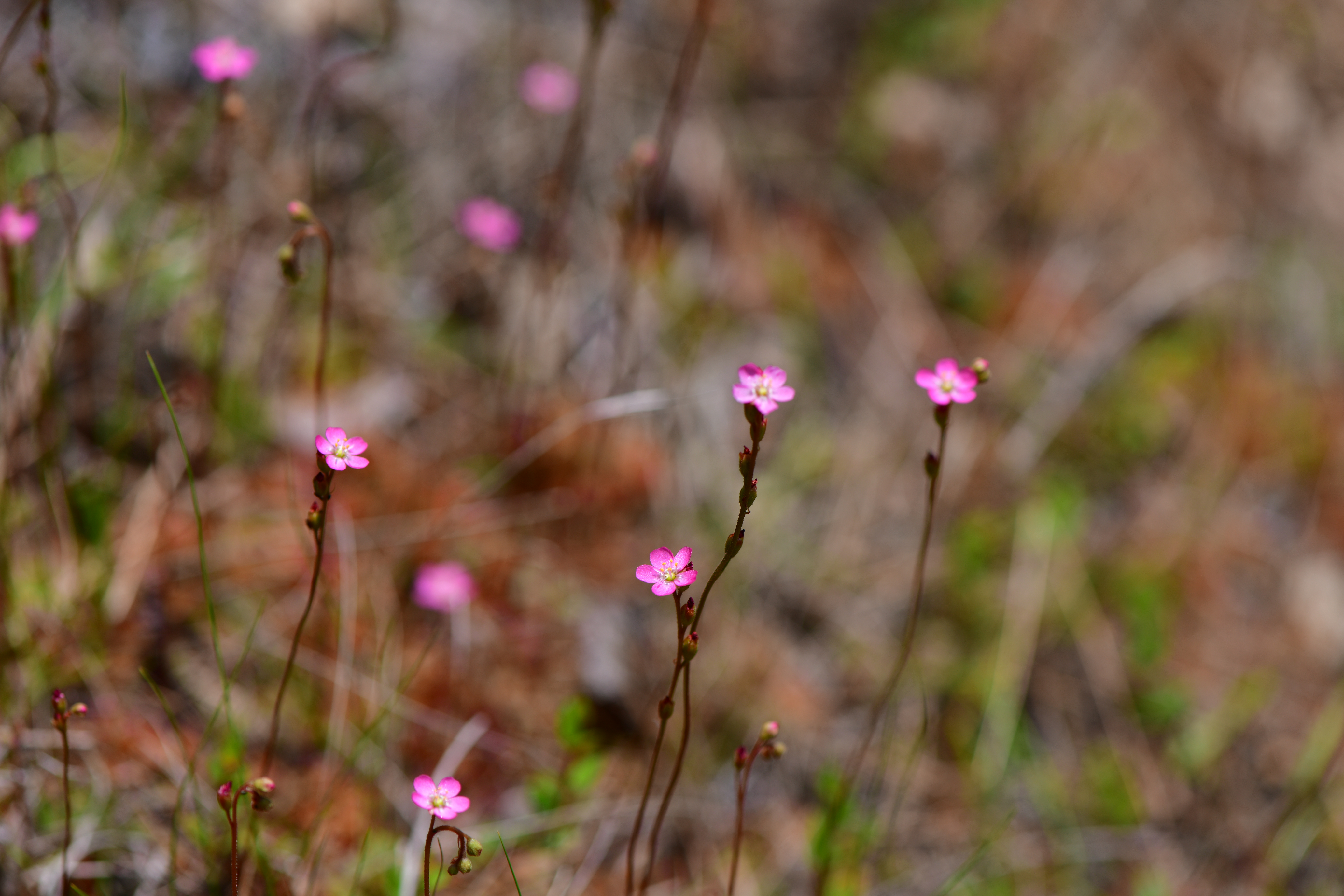 DSC_9516.JPG