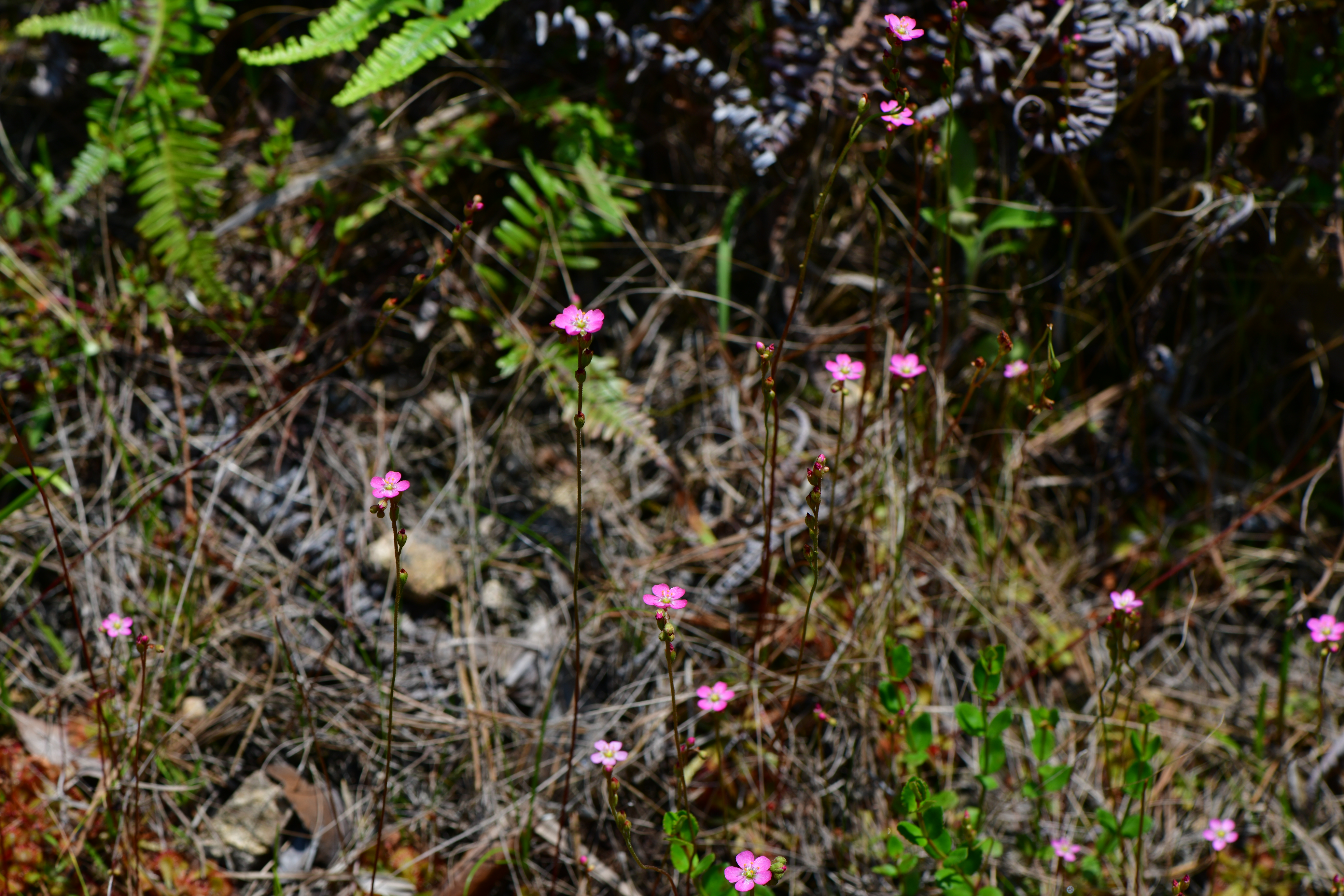 DSC_9497.JPG