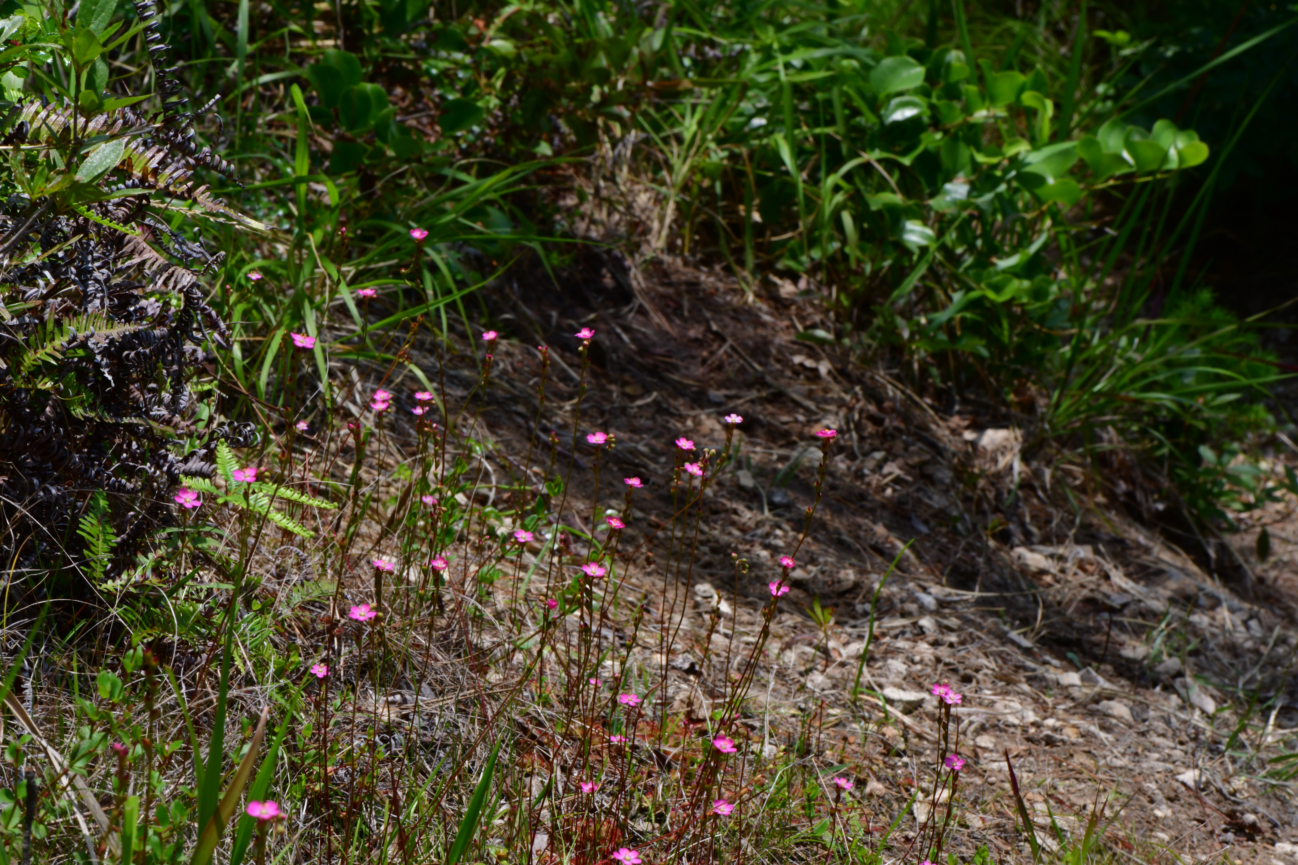 DSC_9556.JPG