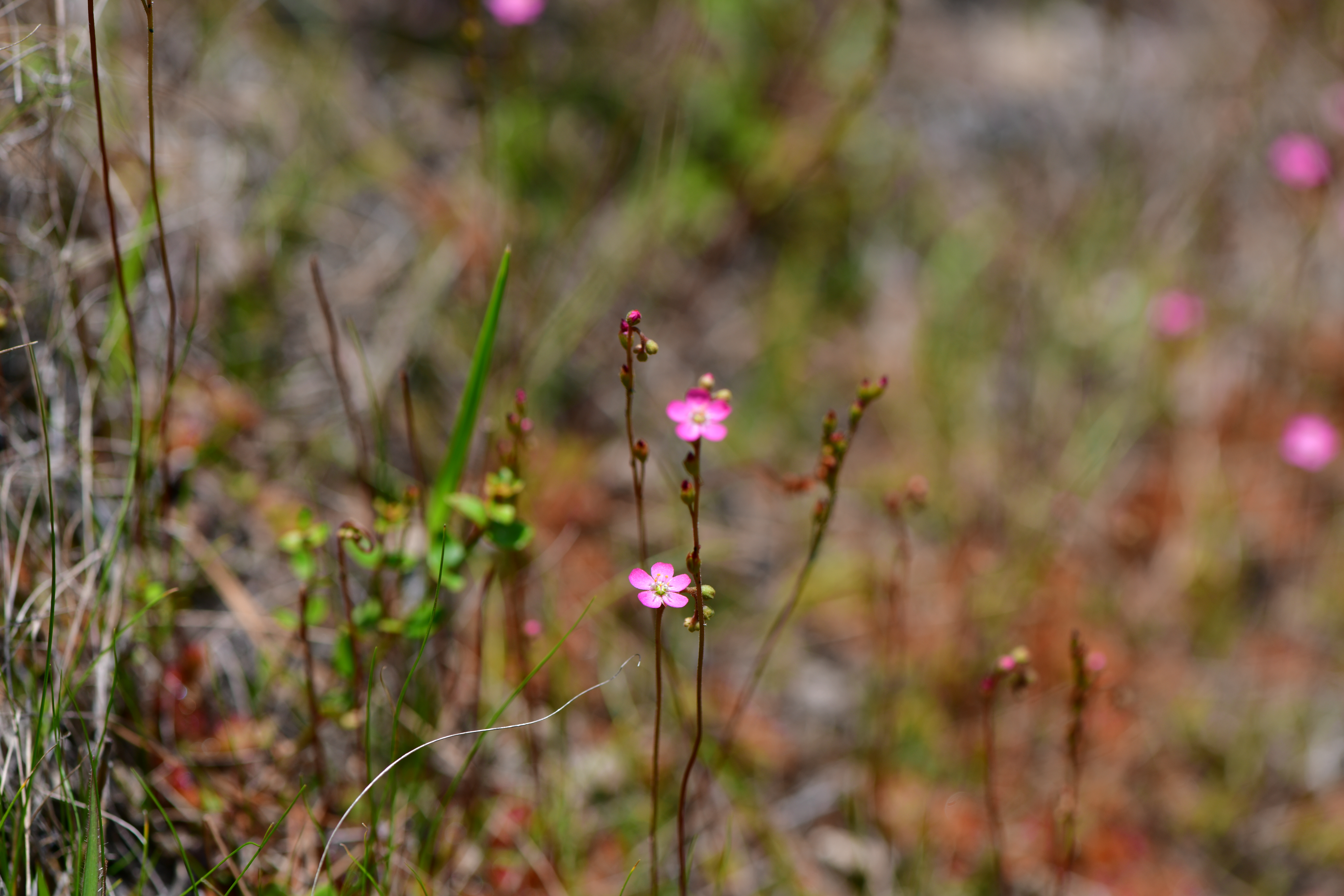 DSC_9507.JPG