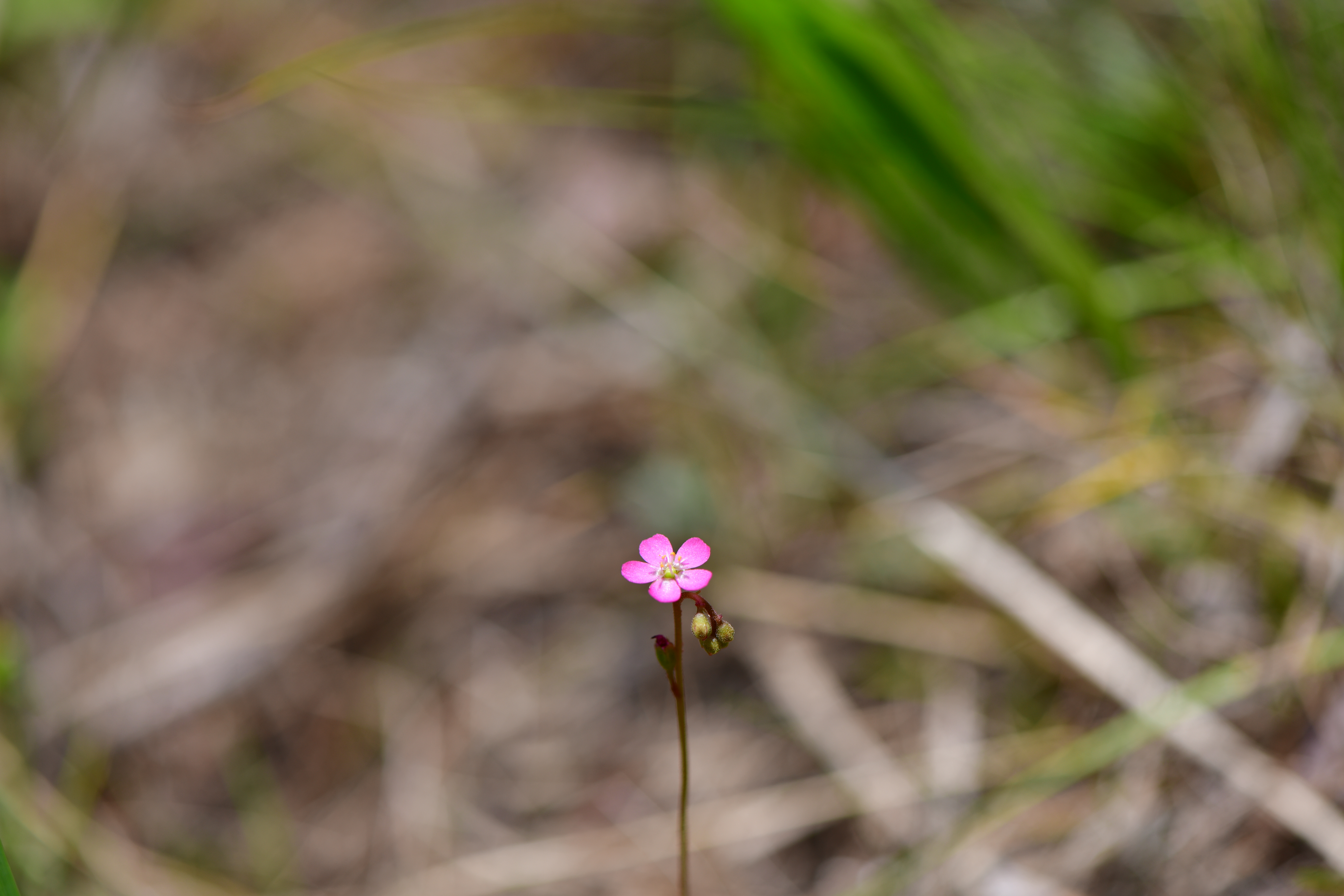 DSC_9519.JPG