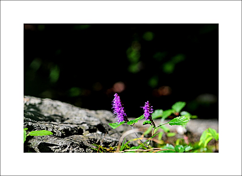 DSC_7654.JPG