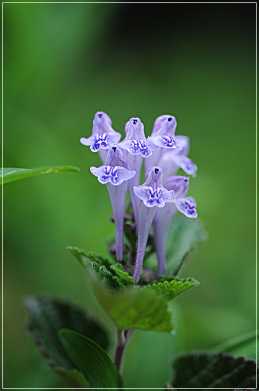 DSC_1871.JPG