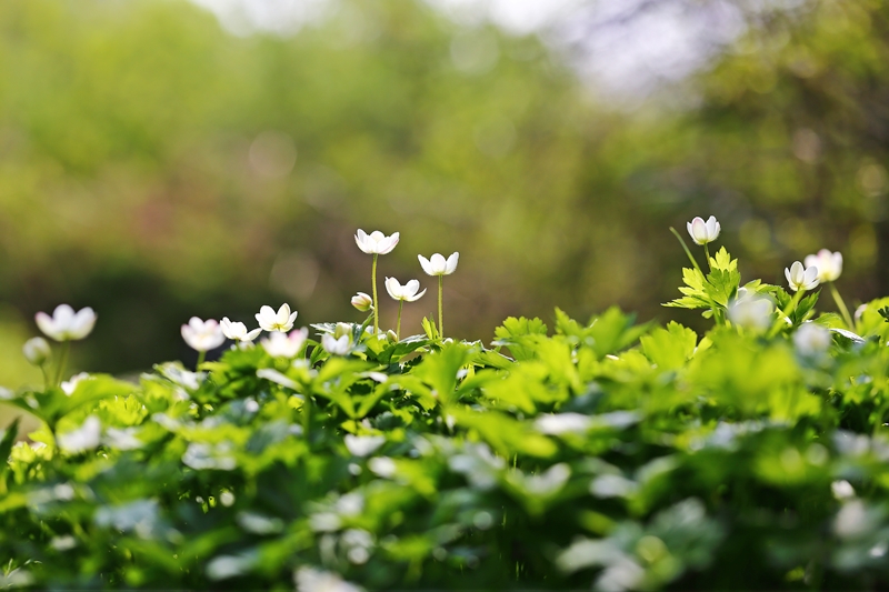 남바람꽃_2340.JPG