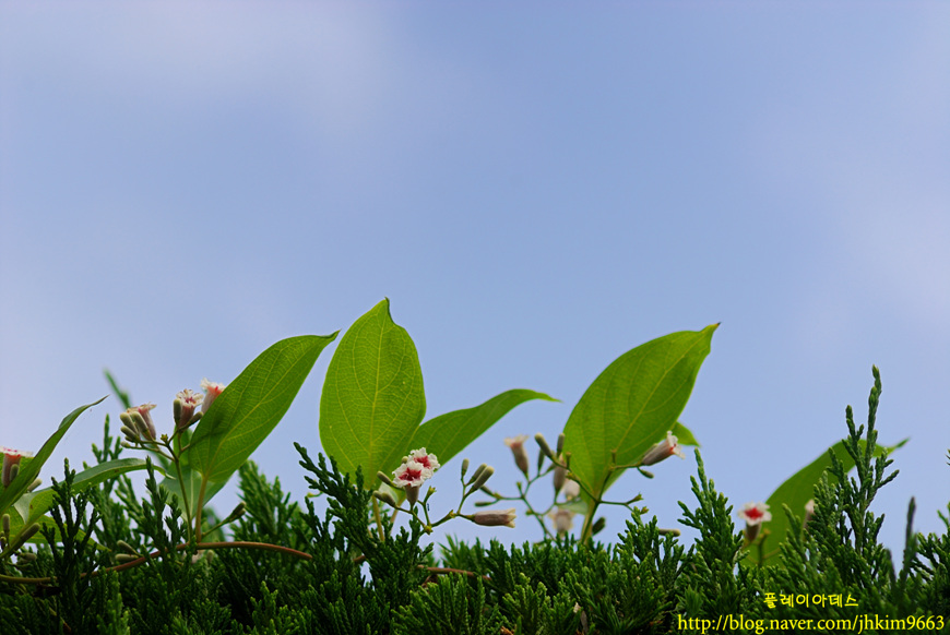 DSC_7245.jpg