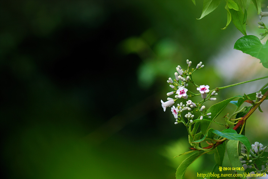 DSC_7241.jpg