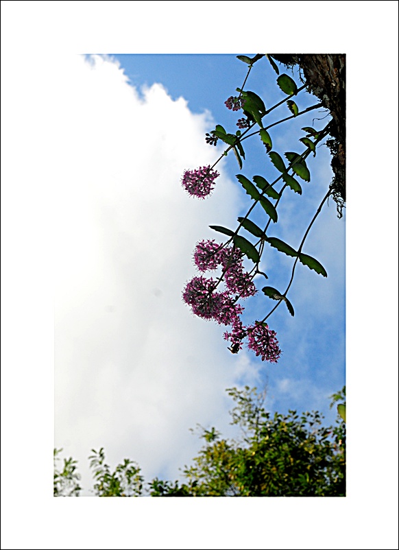 DSC_7993.JPG
