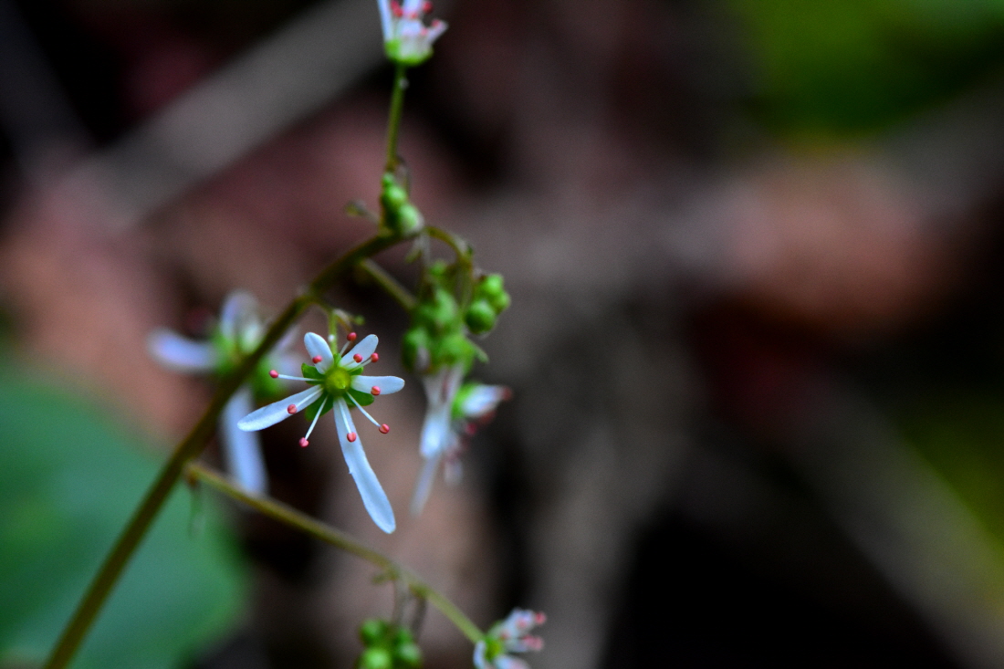DSC_5419.JPG