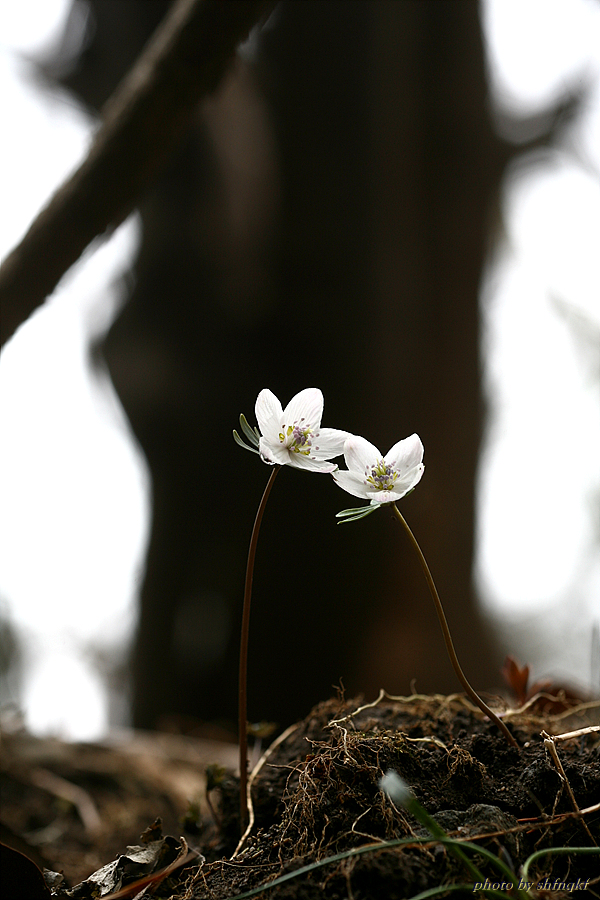 변산바람꽃[주포]100306 (1).jpg