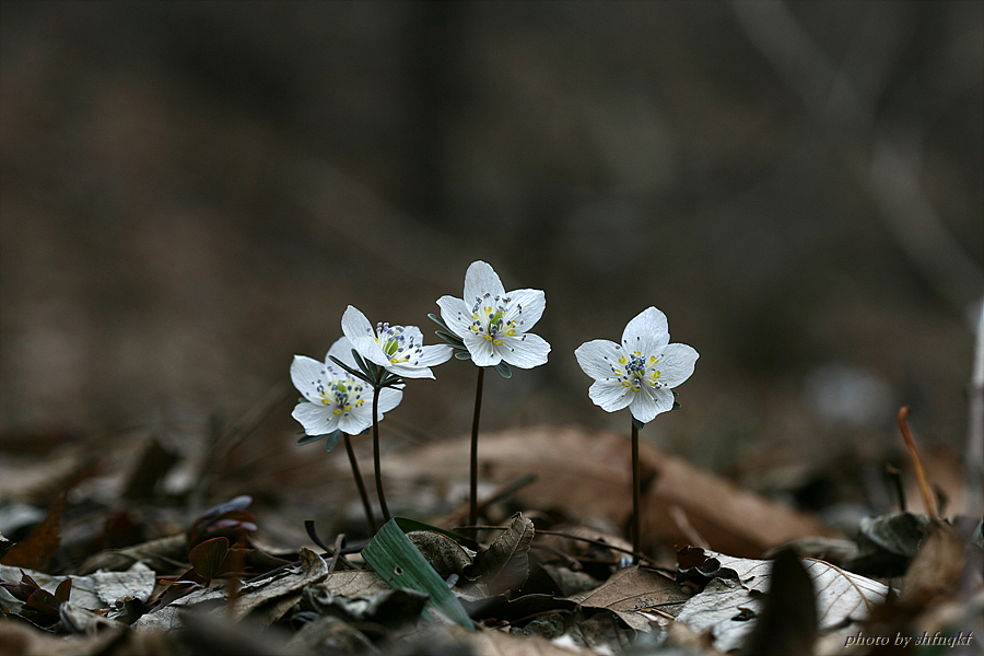 변산바람꽃[주포]100306 (3).jpg