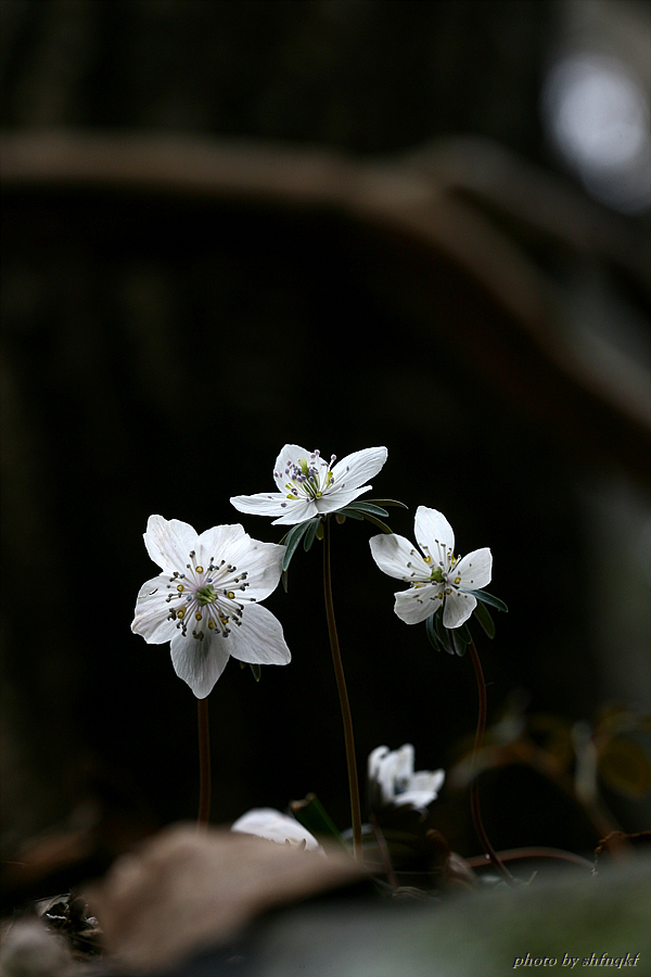 변산바람꽃[주포]100306 (4).jpg