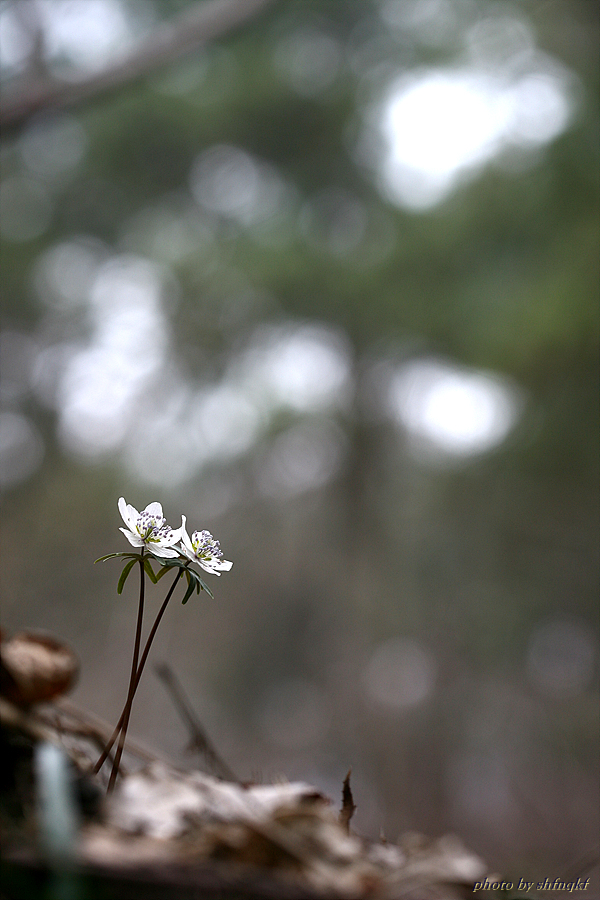 변산바람꽃[주포]100228 (9).jpg