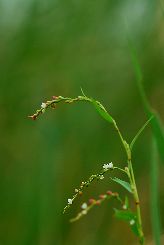 DSC_0096-1.jpg