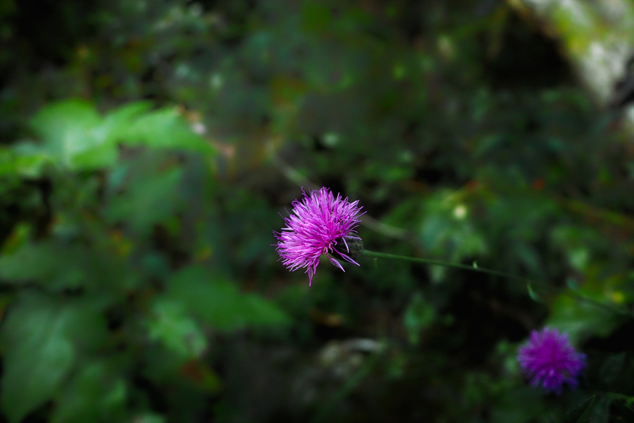 SDIM0003.jpg