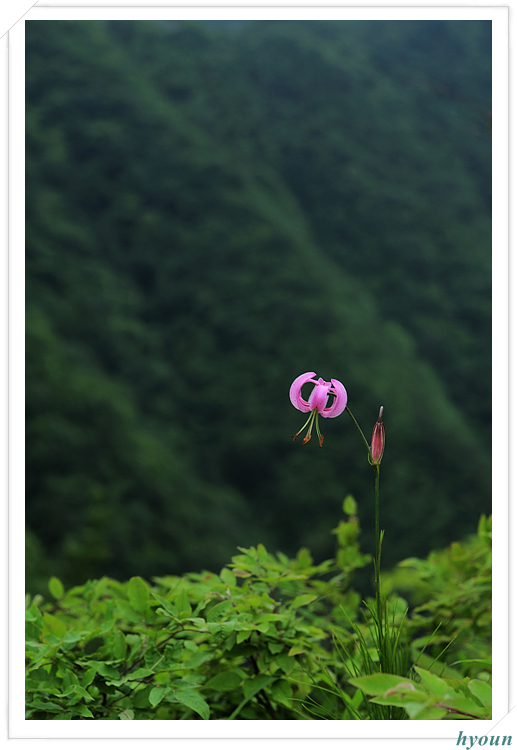 솔나리_6019.jpg
