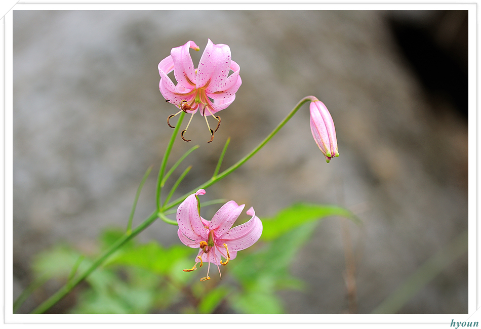 솔나리_5647.jpg