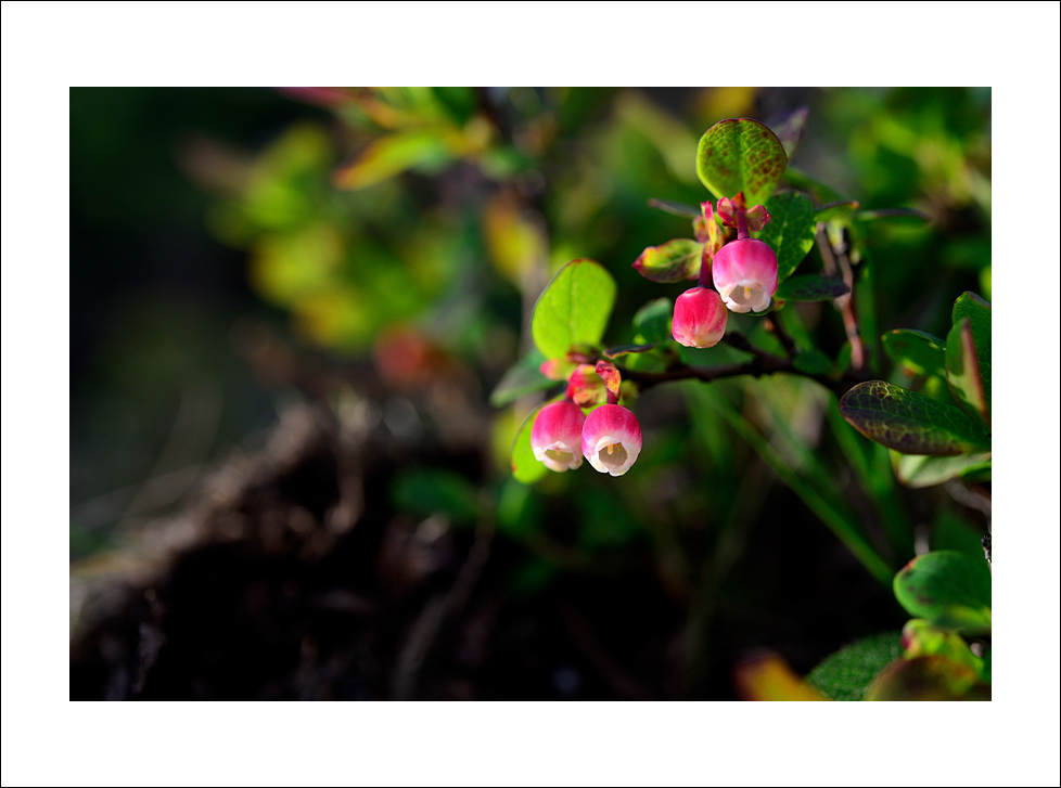 DSC_6102.jpg