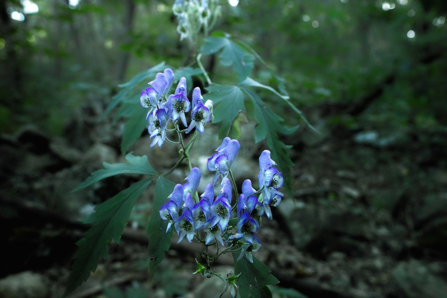 SDIM0011.jpg