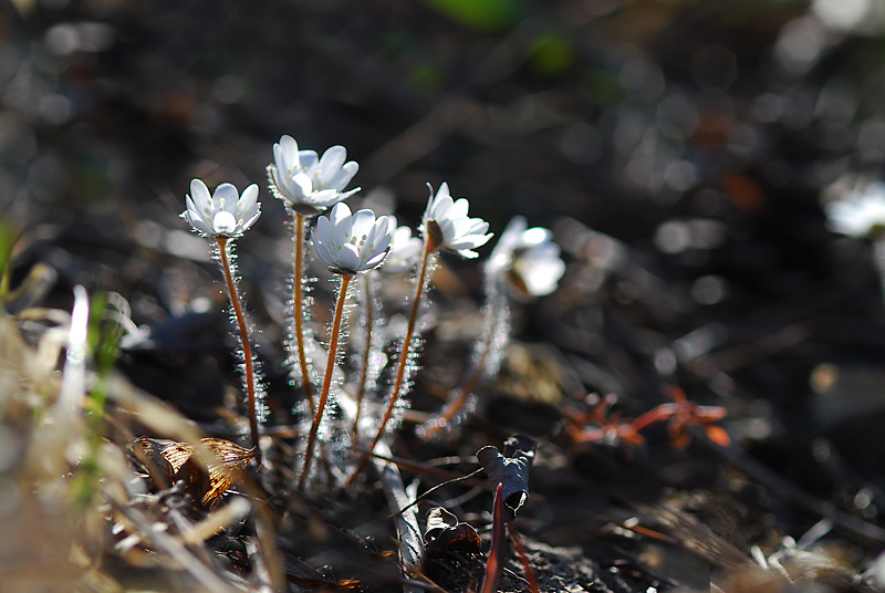 DSC_0873-1.jpg