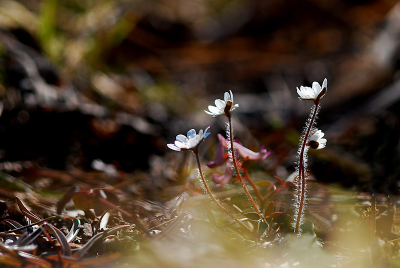 DSC_0543-1.jpg