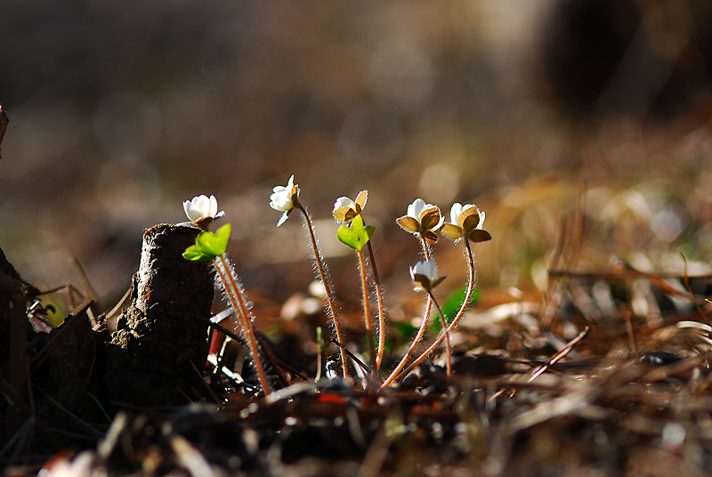 DSC_0530-1.jpg