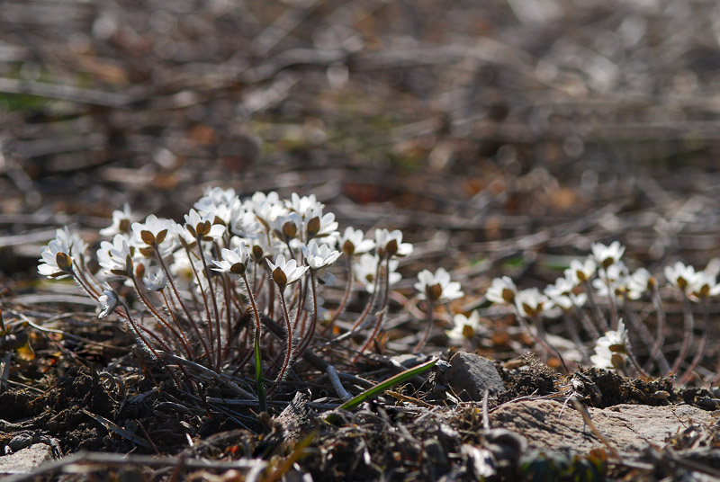 DSC_0903-1.jpg