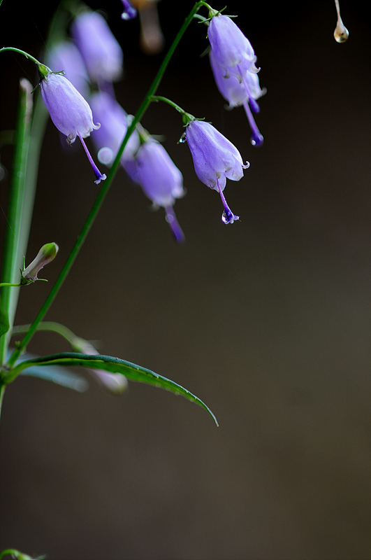 DSC_7947.jpg