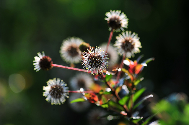 DSC_7970.jpg