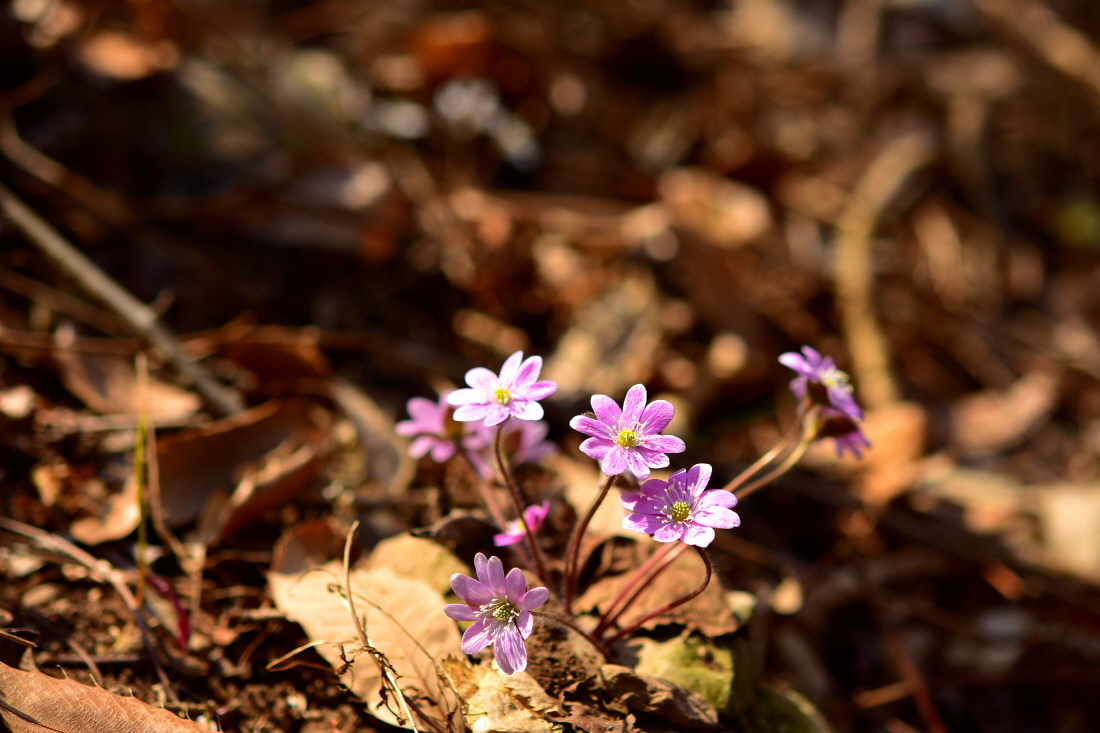 DSC_6763.JPG