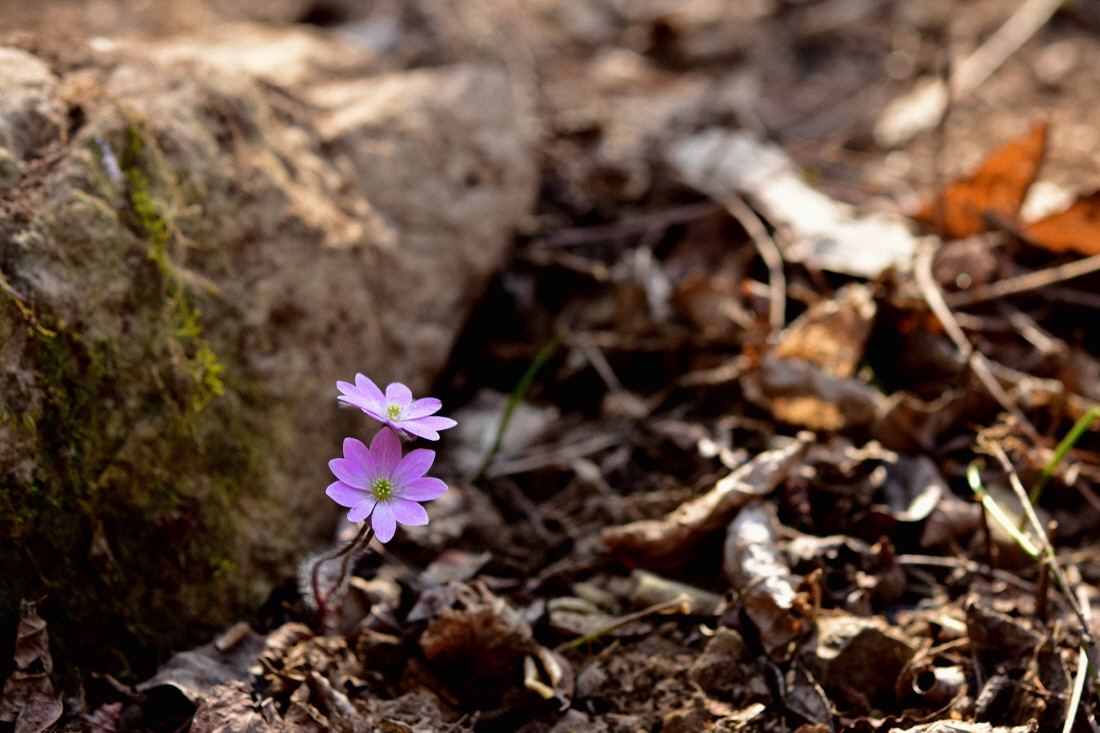 DSC_6590.JPG