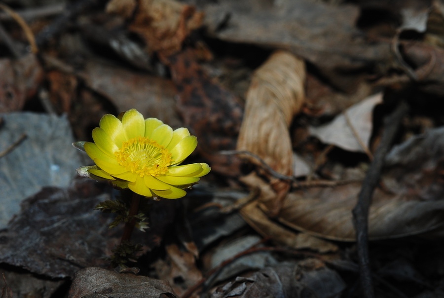 DSC_0081-2.jpg