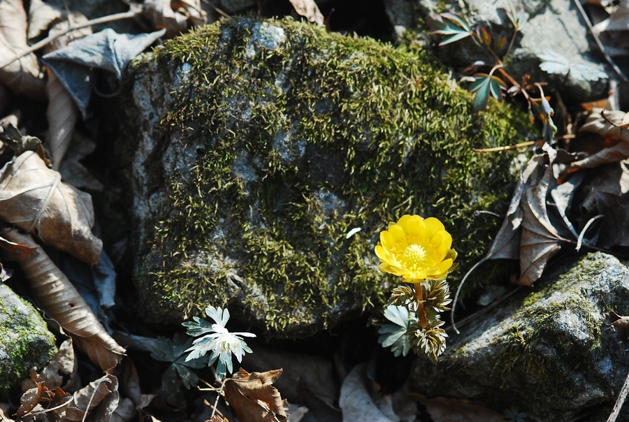 DSC_0035-2.jpg