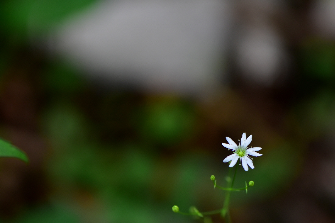 DSC_6677.JPG