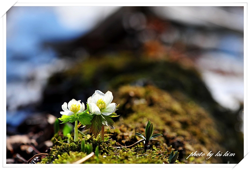 DSC_4662a.jpg