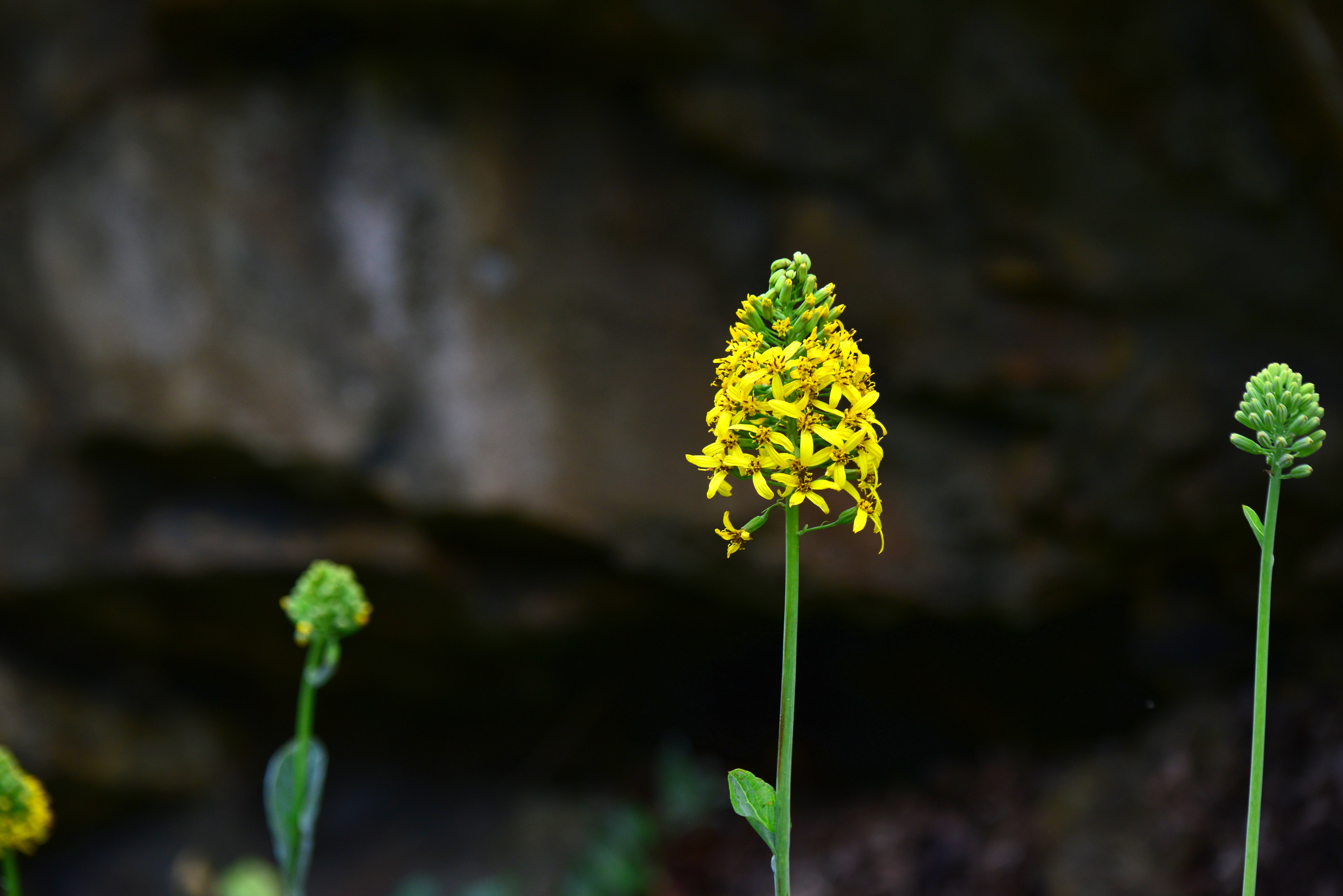 DSC_0891.JPG