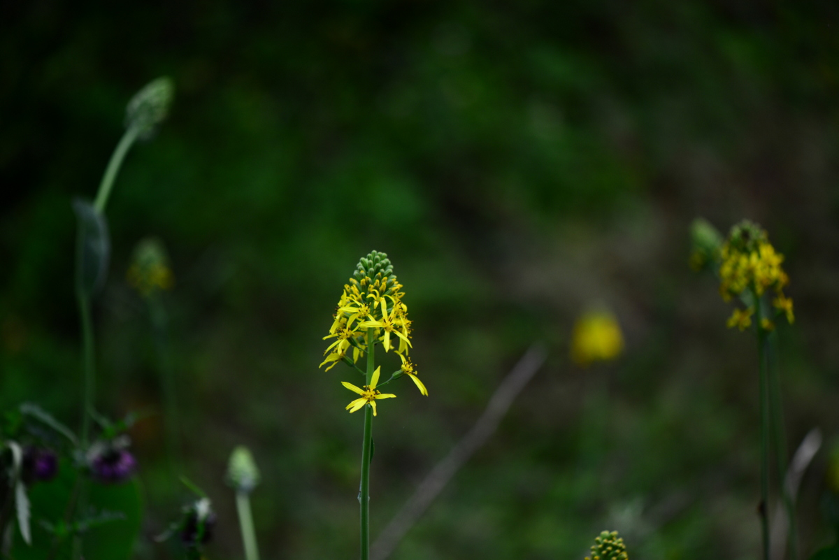 DSC_0864.JPG