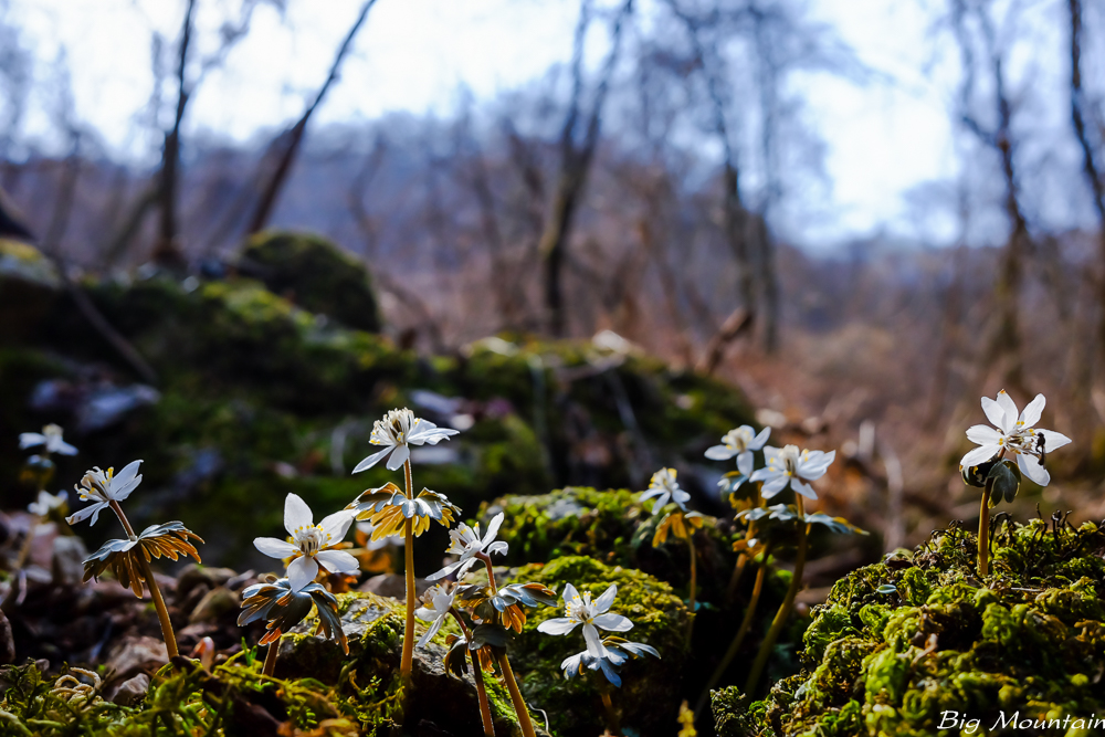 DSCF0685.jpg
