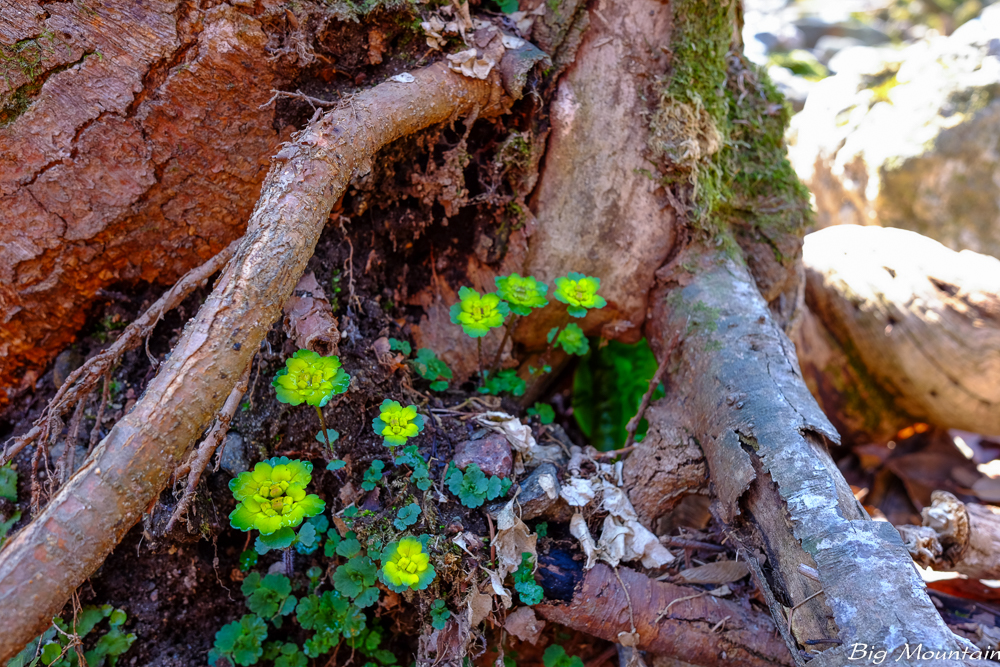 DSCF1073.jpg