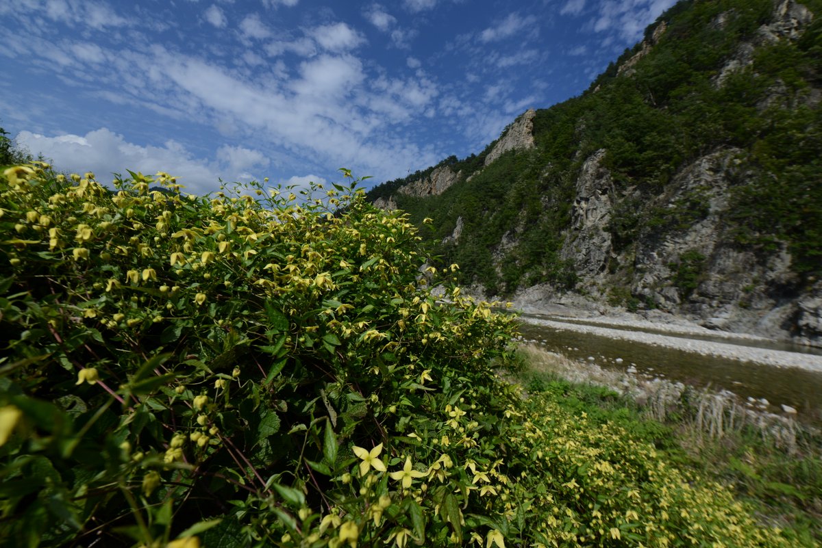 DSC_7667.JPG